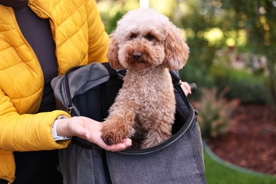 Photo of Woman with bicycle and cute Toy Poodle dog in pet carrier outdoors, closeup