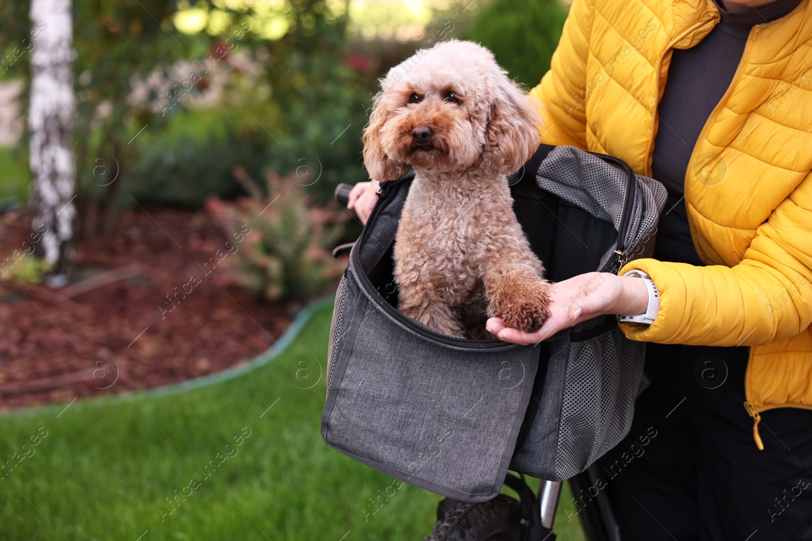 Photo of Woman with bicycle and cute Toy Poodle dog in pet carrier outdoors, closeup