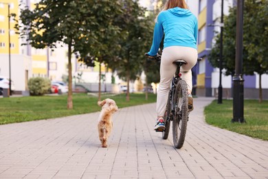 Photo of Woman riding bicycle and cute Toy Poodle dog running after her outdoors, closeup