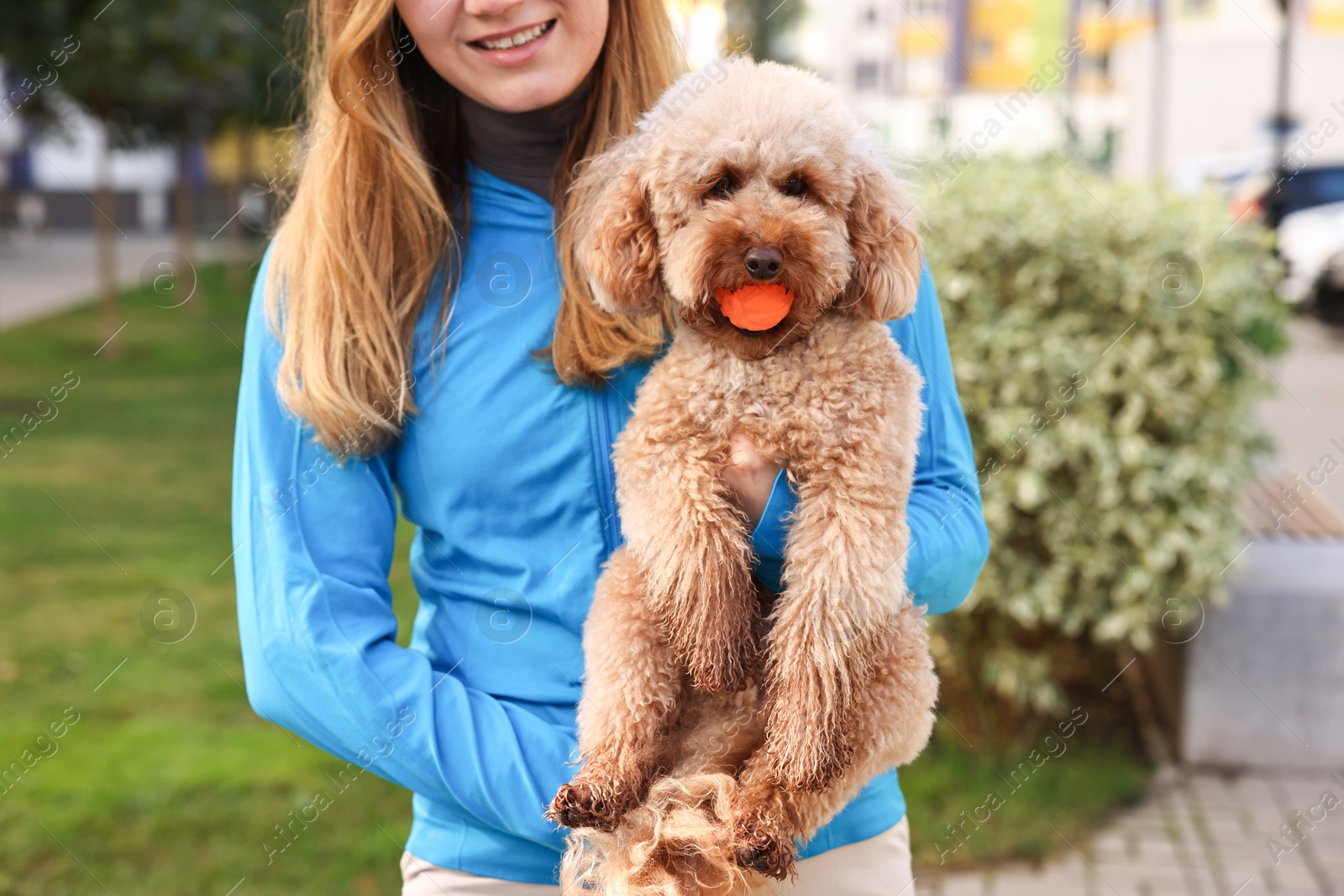 Photo of Woman and cute Toy Poodle dog with ball outdoors, closeup