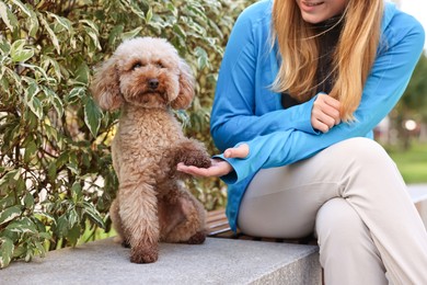 Photo of Cute Toy Poodle dog giving paw to owner outdoors, closeup