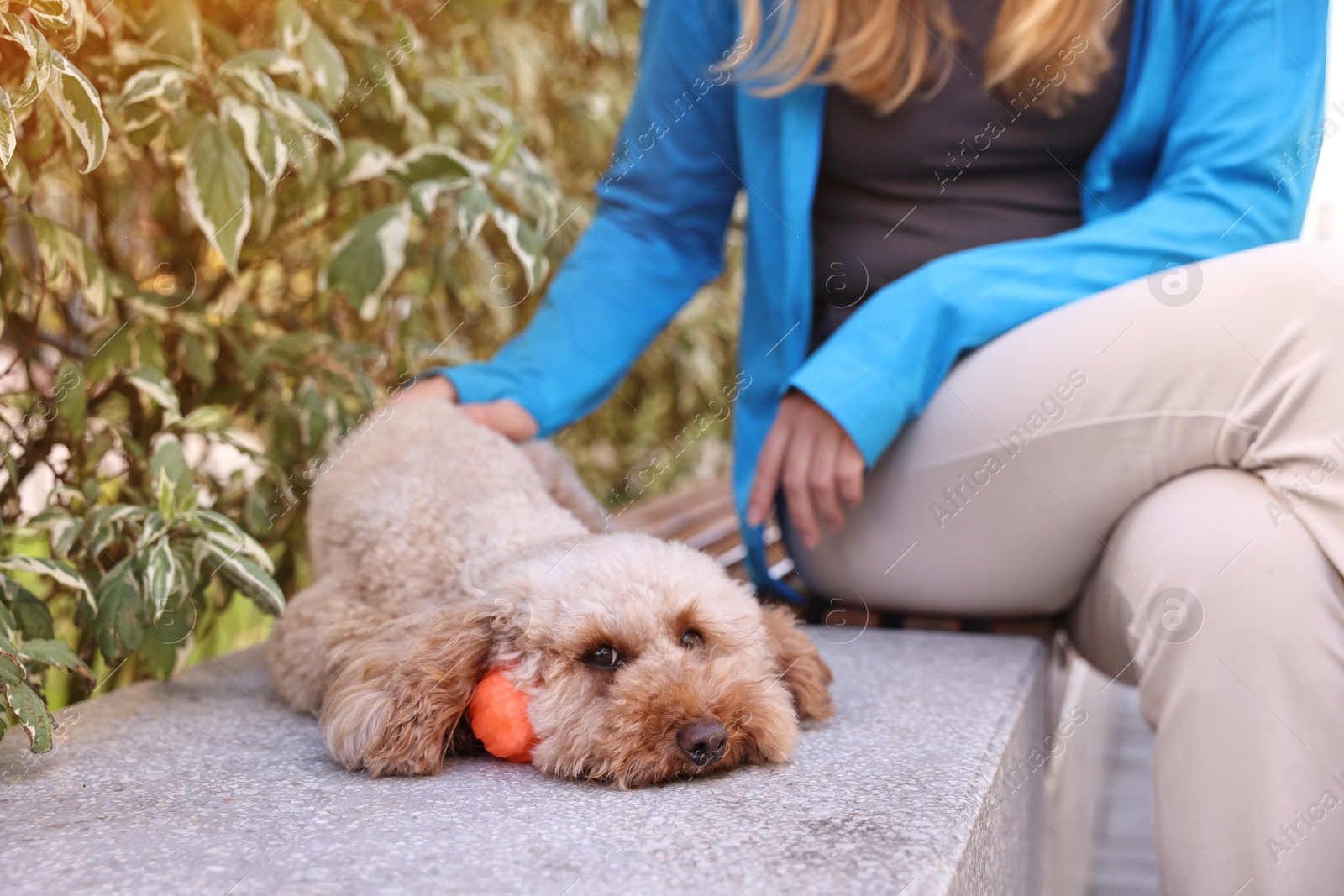 Photo of Woman and cute Toy Poodle dog with ball outdoors, closeup