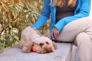 Photo of Woman and cute Toy Poodle dog with ball outdoors, closeup