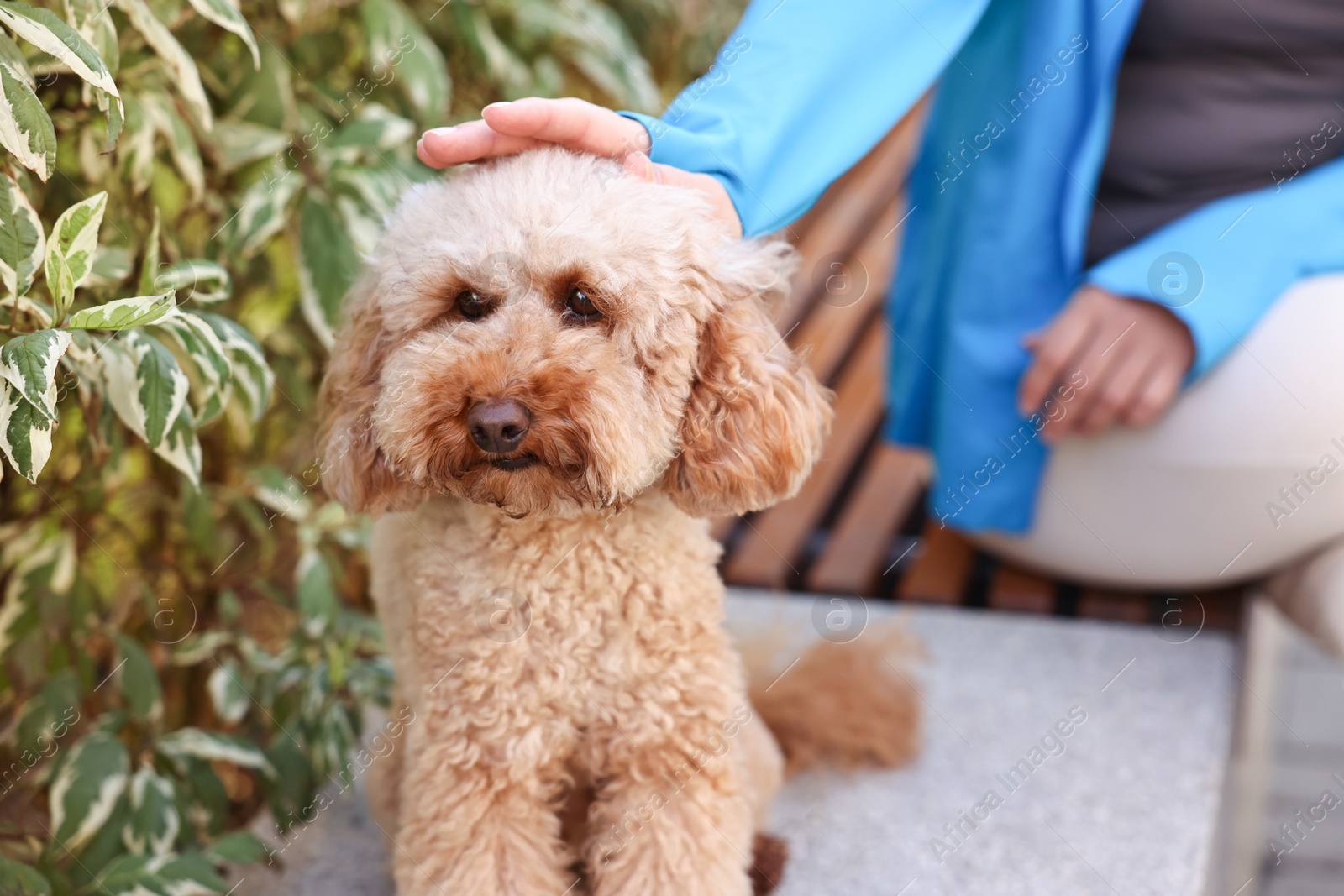 Photo of Woman with cute Toy Poodle dog outdoors, closeup