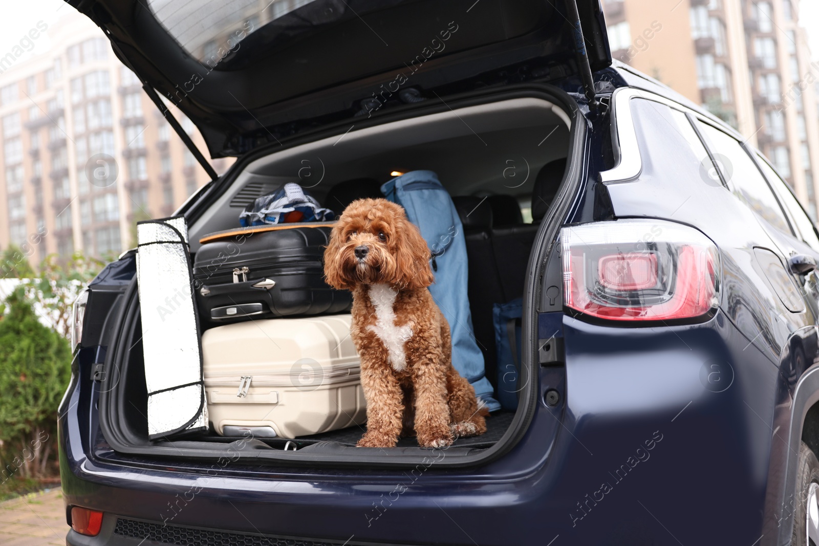 Photo of Cute Cavapoo dog with suitcases and other stuff in car trunk