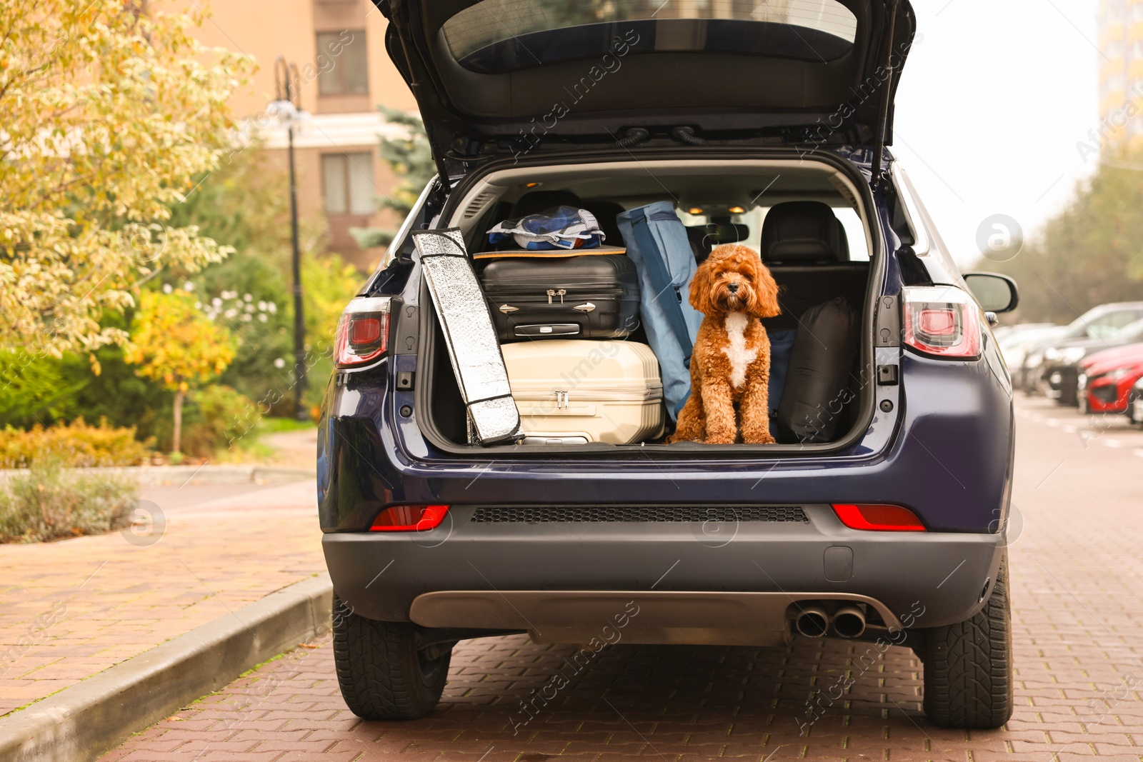 Photo of Cute Cavapoo dog with suitcases and other stuff in car trunk