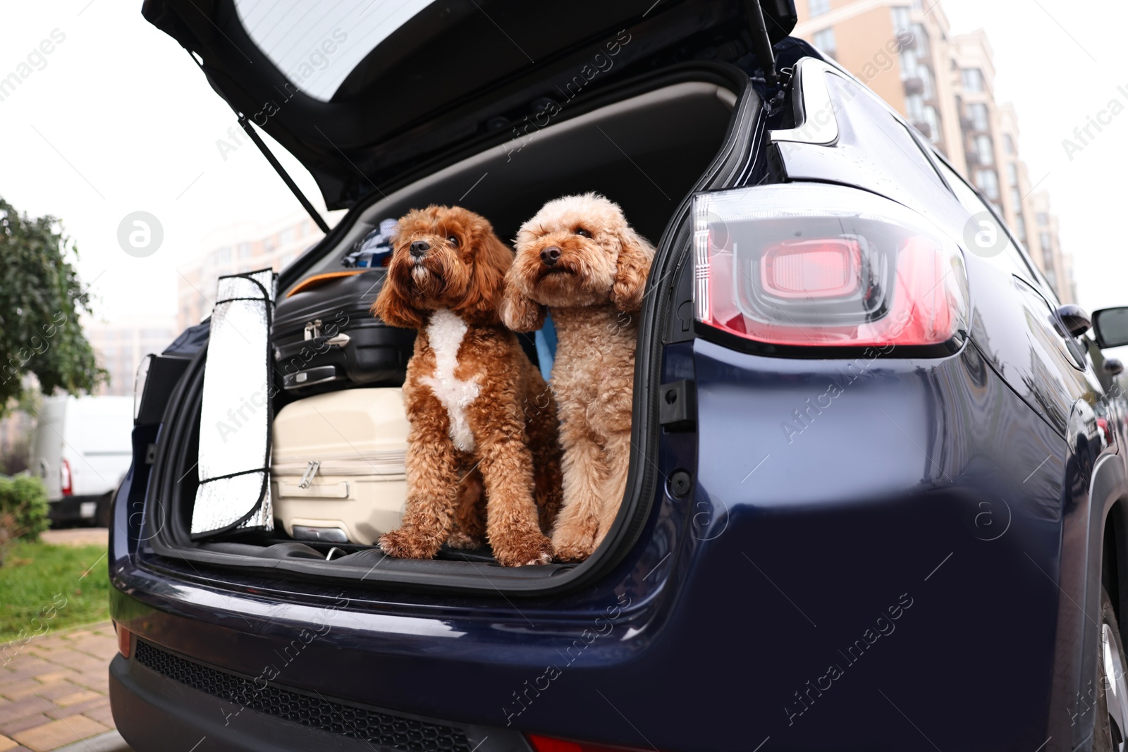 Photo of Cute dogs with suitcase and other stuff in car trunk, low angle view