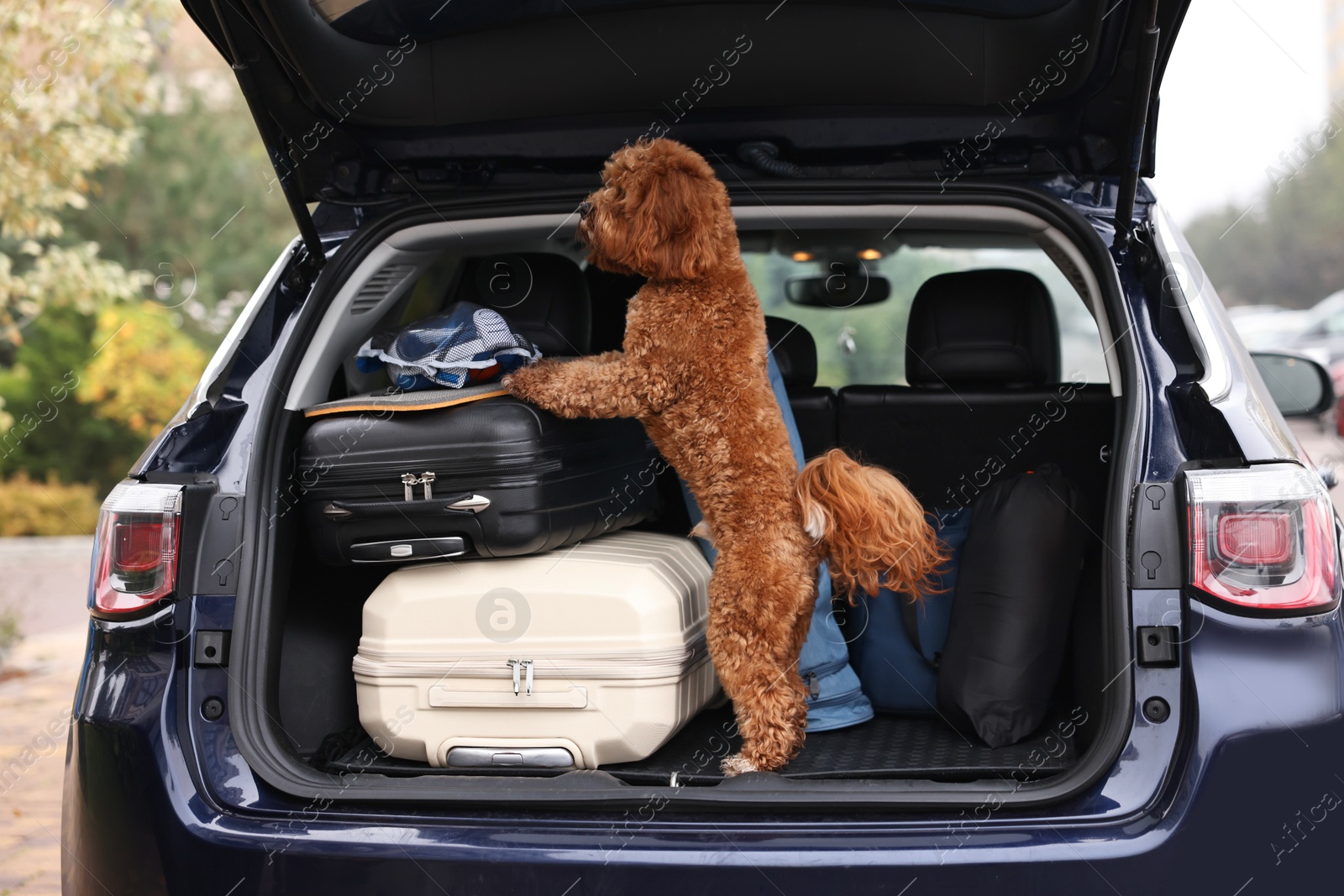 Photo of Cute Cavapoo dog with suitcases and other stuff in car trunk