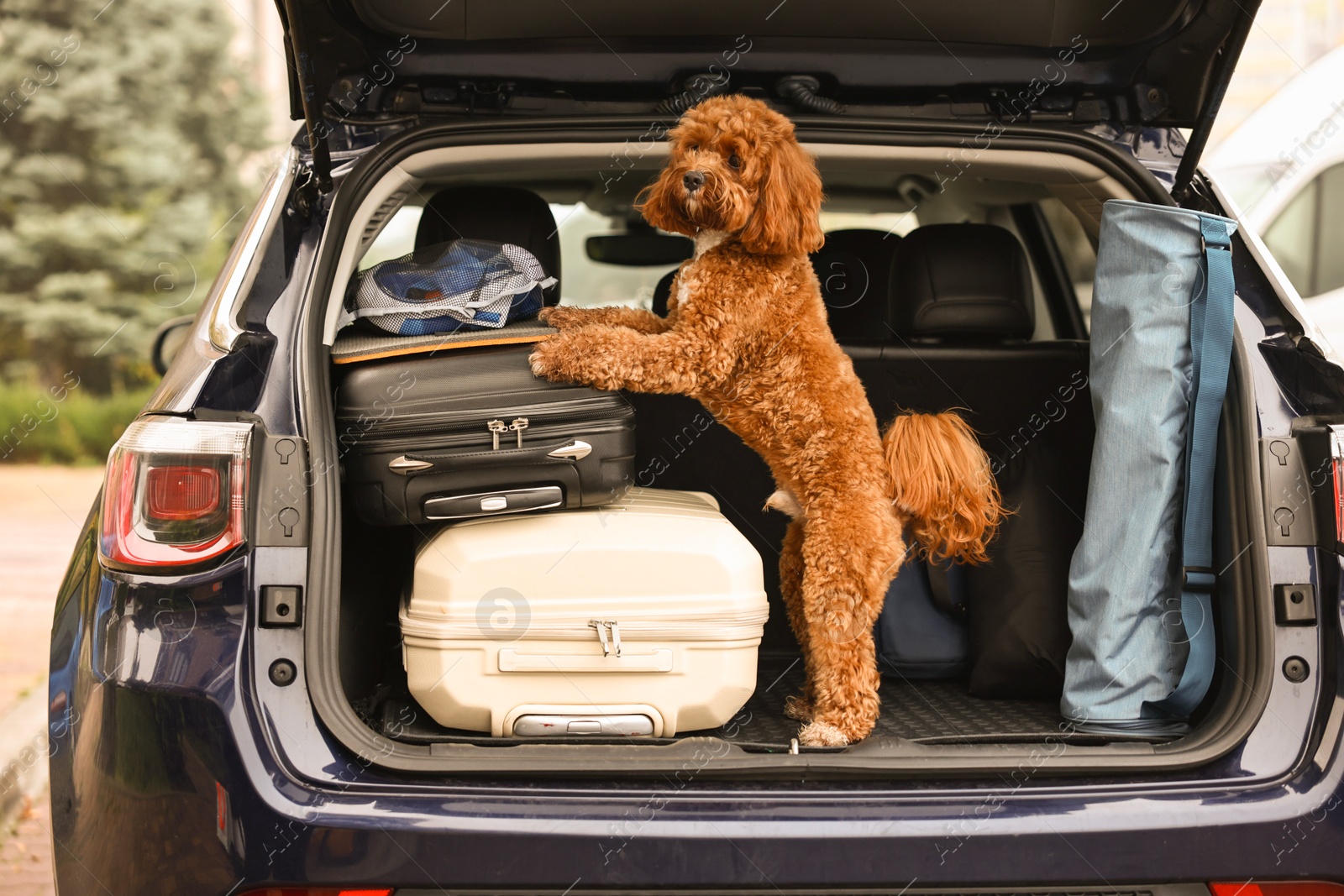 Photo of Cute Cavapoo dog with suitcases and other stuff in car trunk