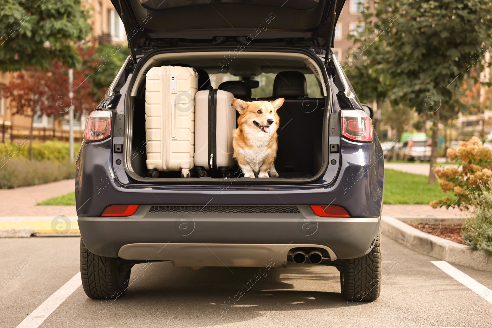 Photo of Pembroke Welsh Corgi near suitcases in car trunk