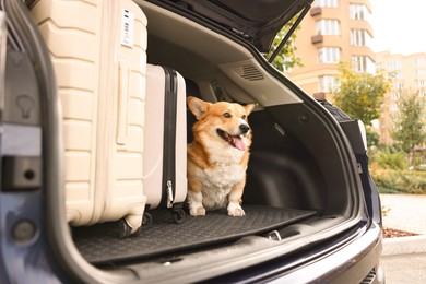 Photo of Pembroke Welsh Corgi near suitcases in car trunk