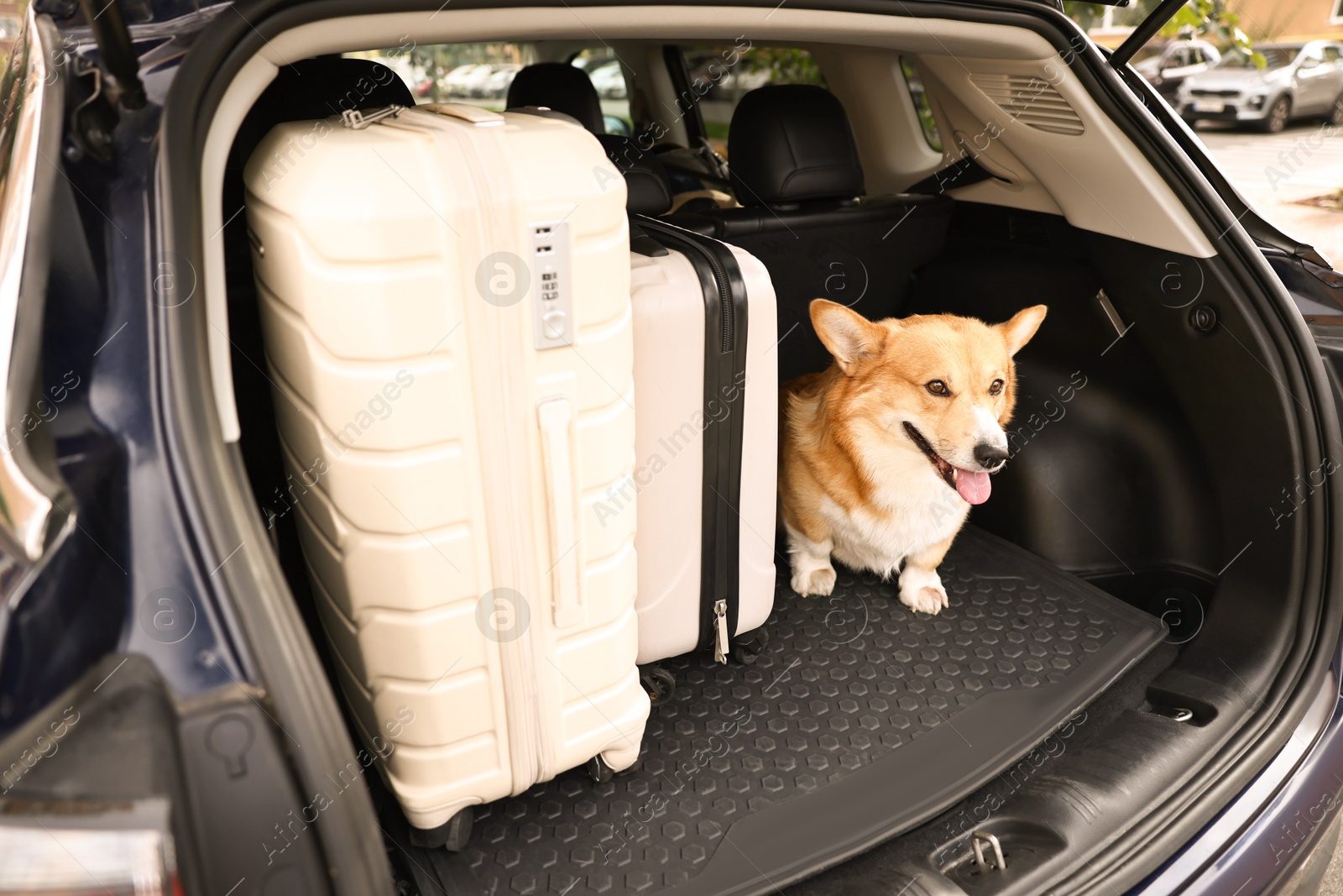 Photo of Pembroke Welsh Corgi near suitcases in car trunk