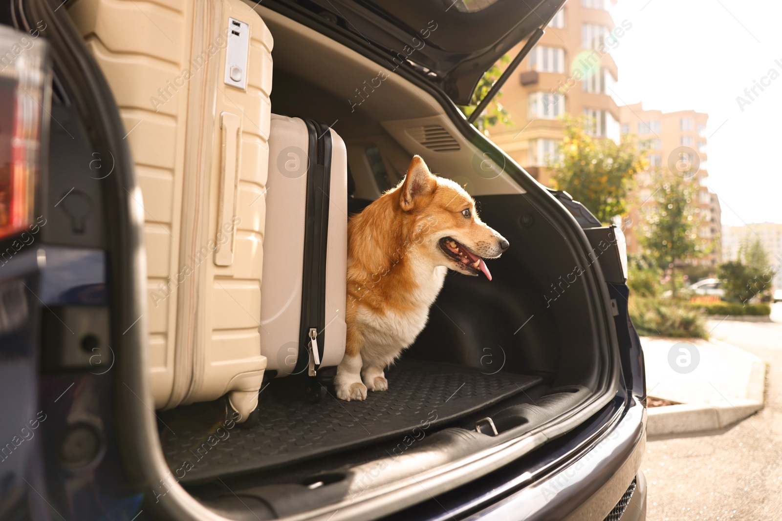 Photo of Pembroke Welsh Corgi near suitcases in car trunk