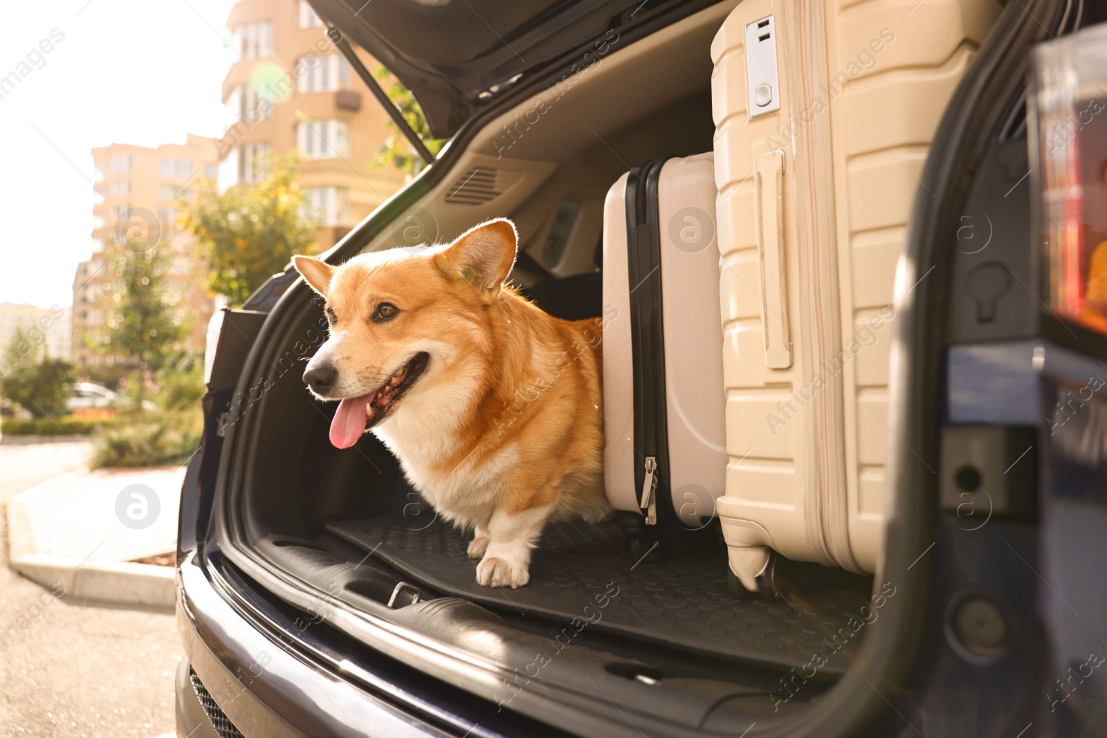 Photo of Pembroke Welsh Corgi near suitcases in car trunk