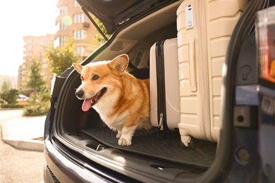 Photo of Pembroke Welsh Corgi near suitcases in car trunk