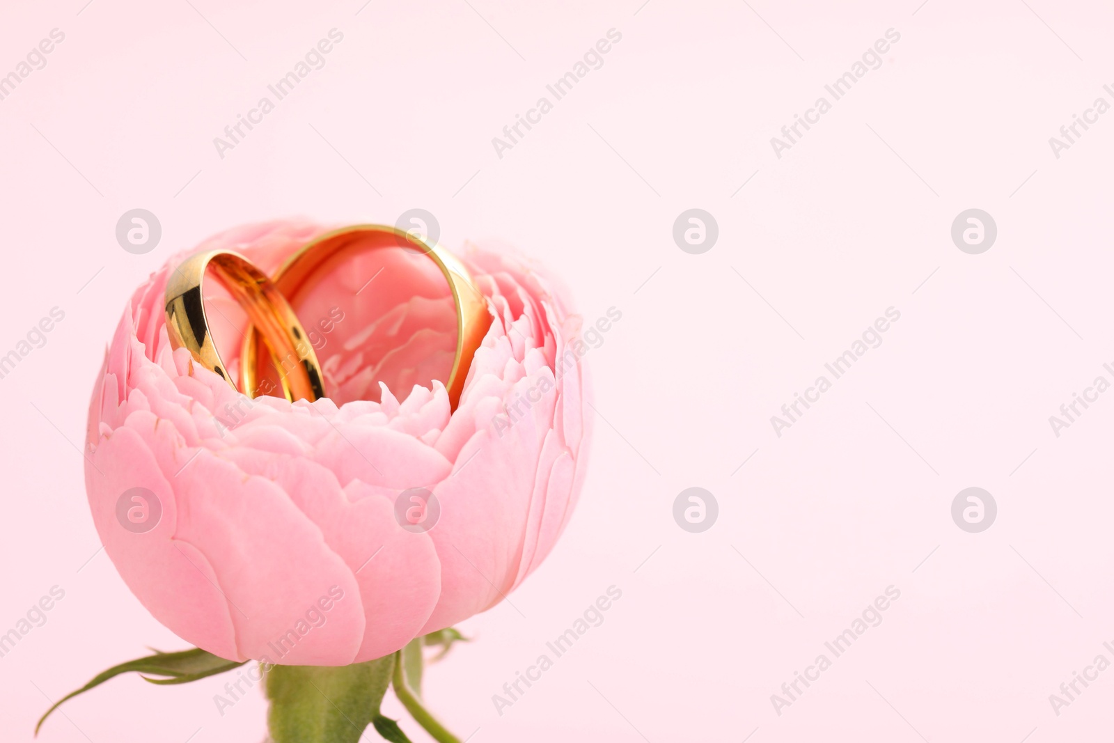 Photo of Golden wedding rings and flower on pink background, closeup. Space for text