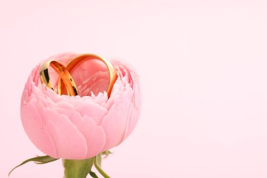 Photo of Golden wedding rings and flower on pink background, closeup. Space for text