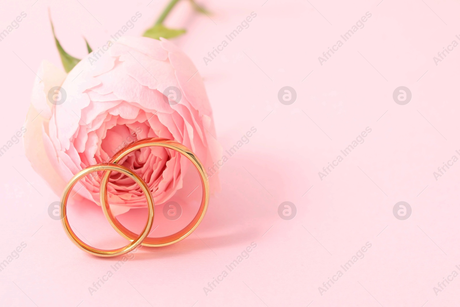 Photo of Golden wedding rings and flower on pink background, closeup. Space for text