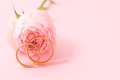 Photo of Golden wedding rings and flower on pink background, closeup. Space for text