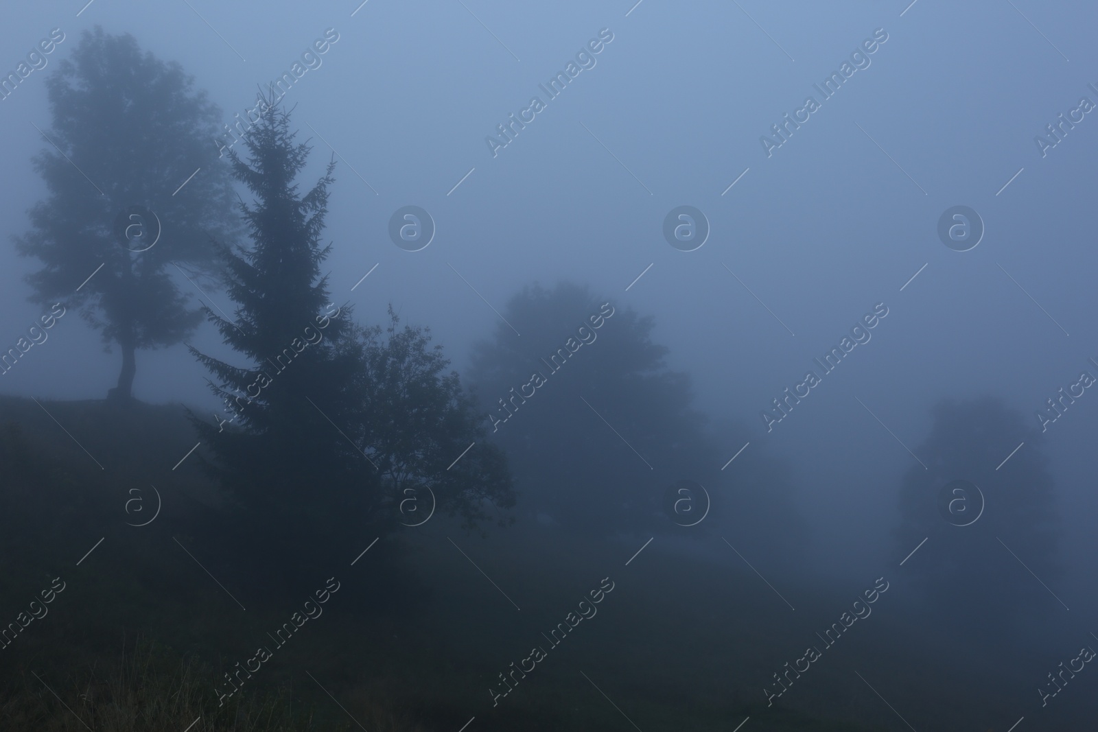 Photo of Picturesque view of foggy forest. Beautiful landscape