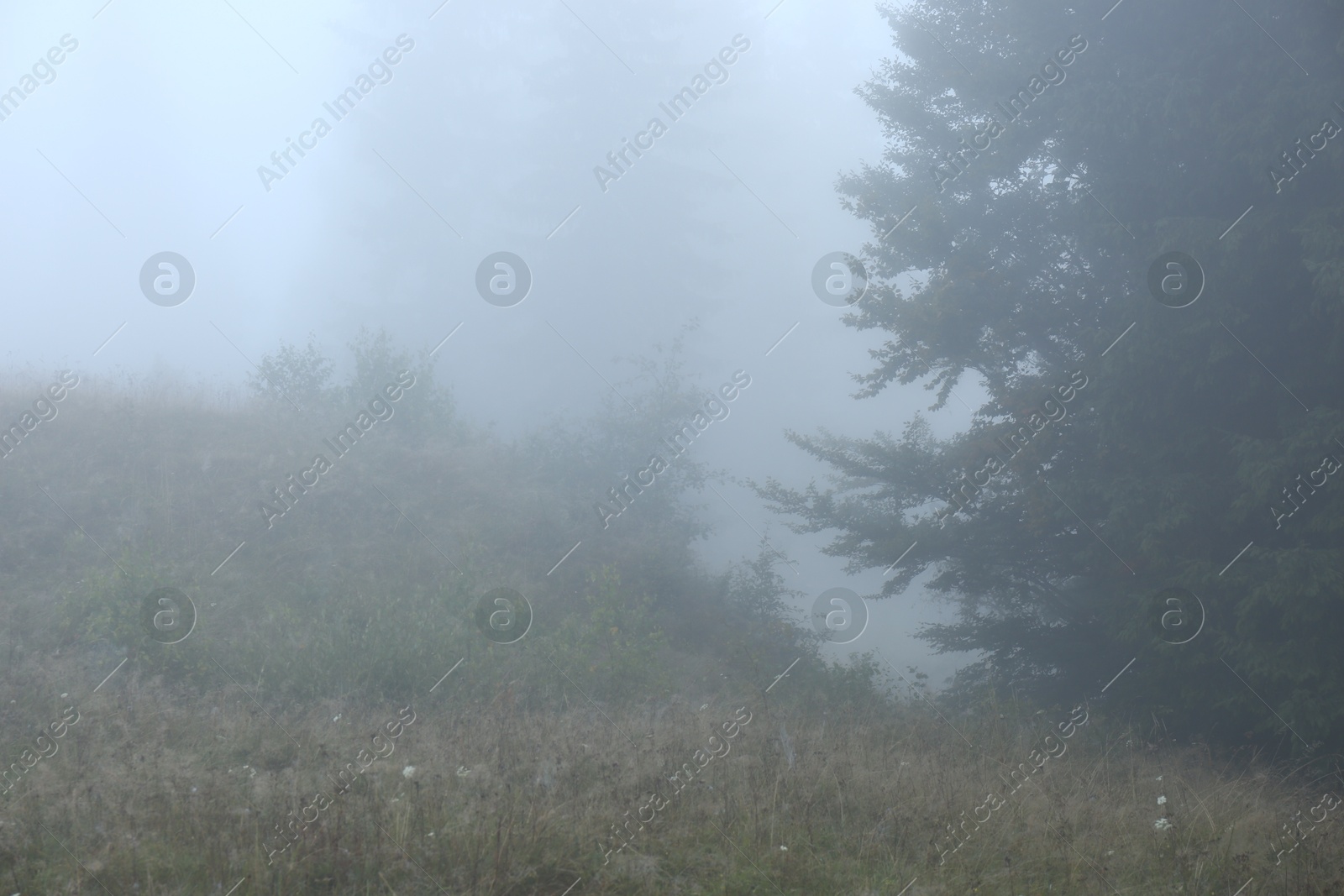 Photo of Picturesque view of foggy forest. Beautiful landscape