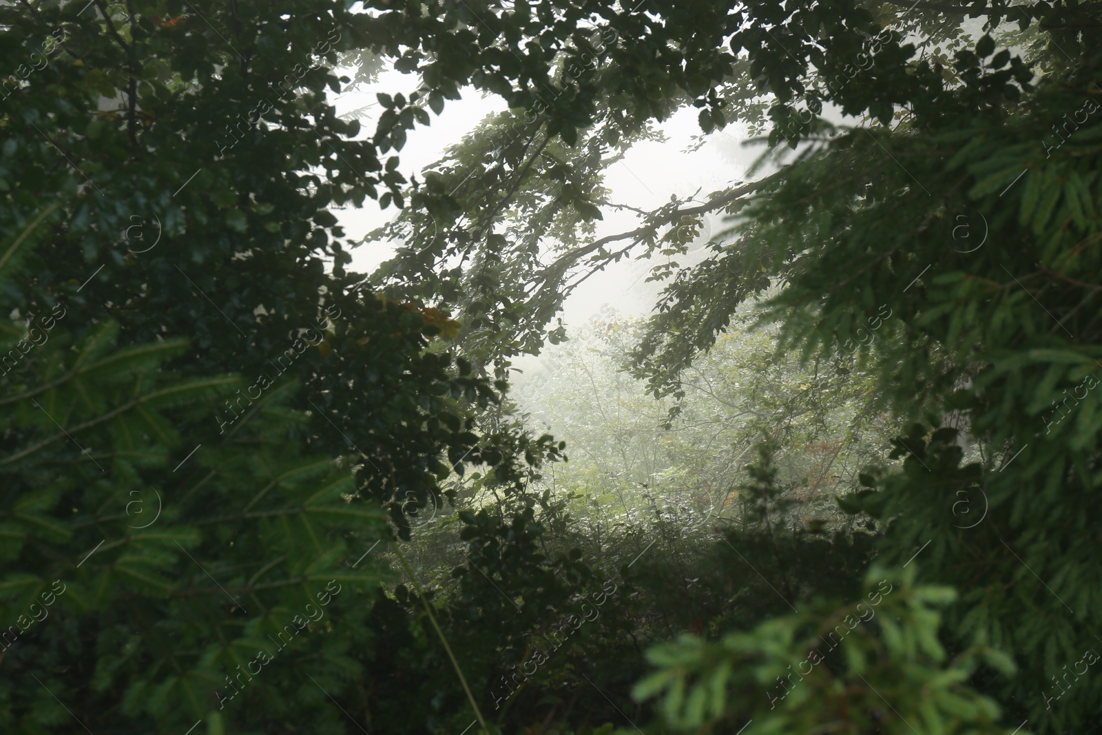 Photo of Foggy forest, view through branches. Beautiful landscape