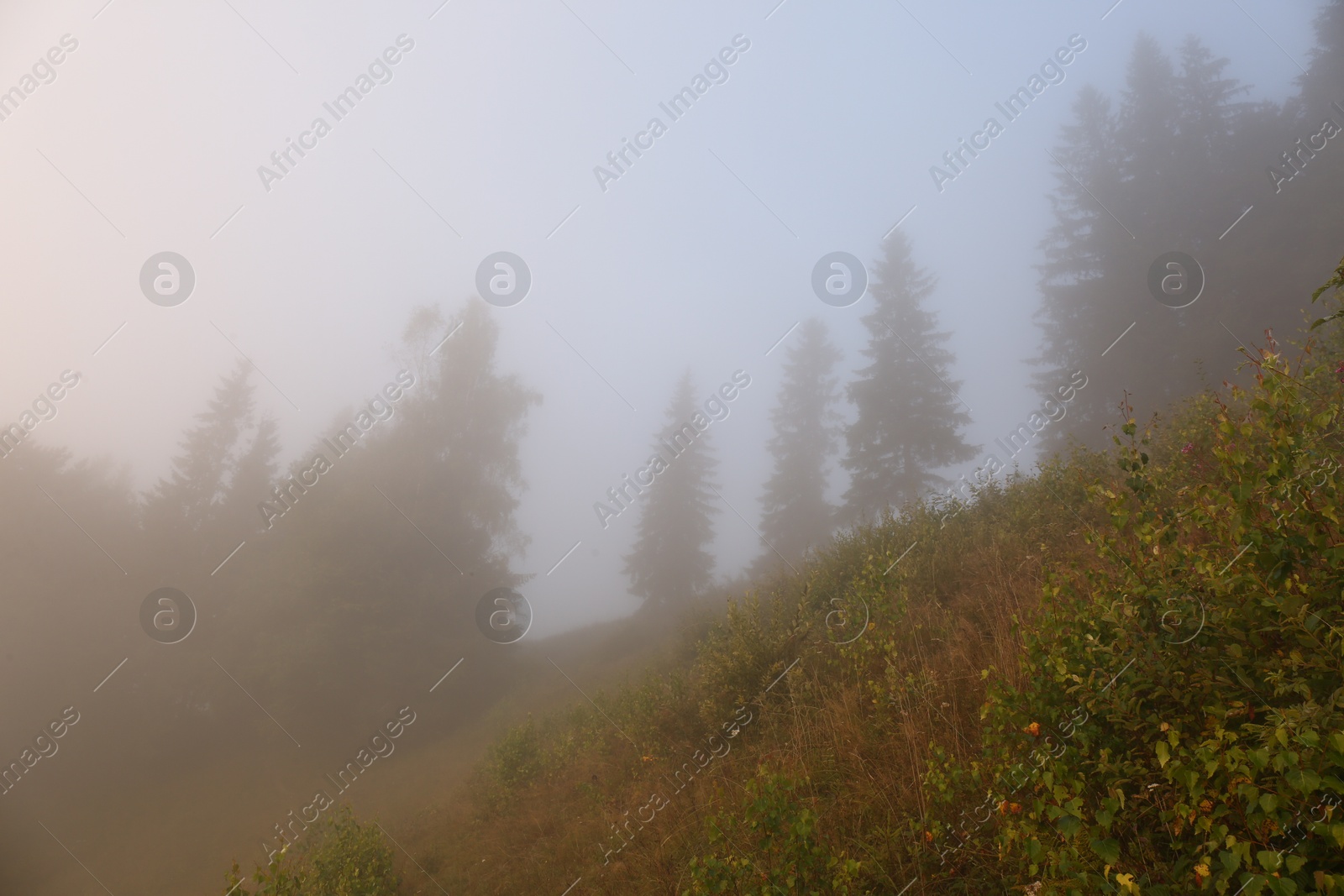 Photo of Picturesque view of foggy forest. Beautiful mountain landscape