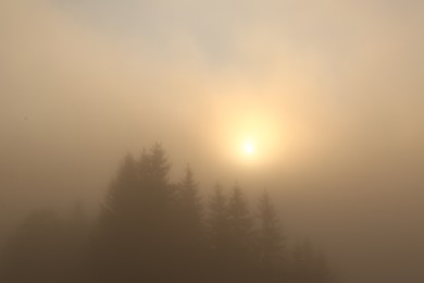 Photo of Picturesque view of foggy forest at sunrise. Beautiful landscape