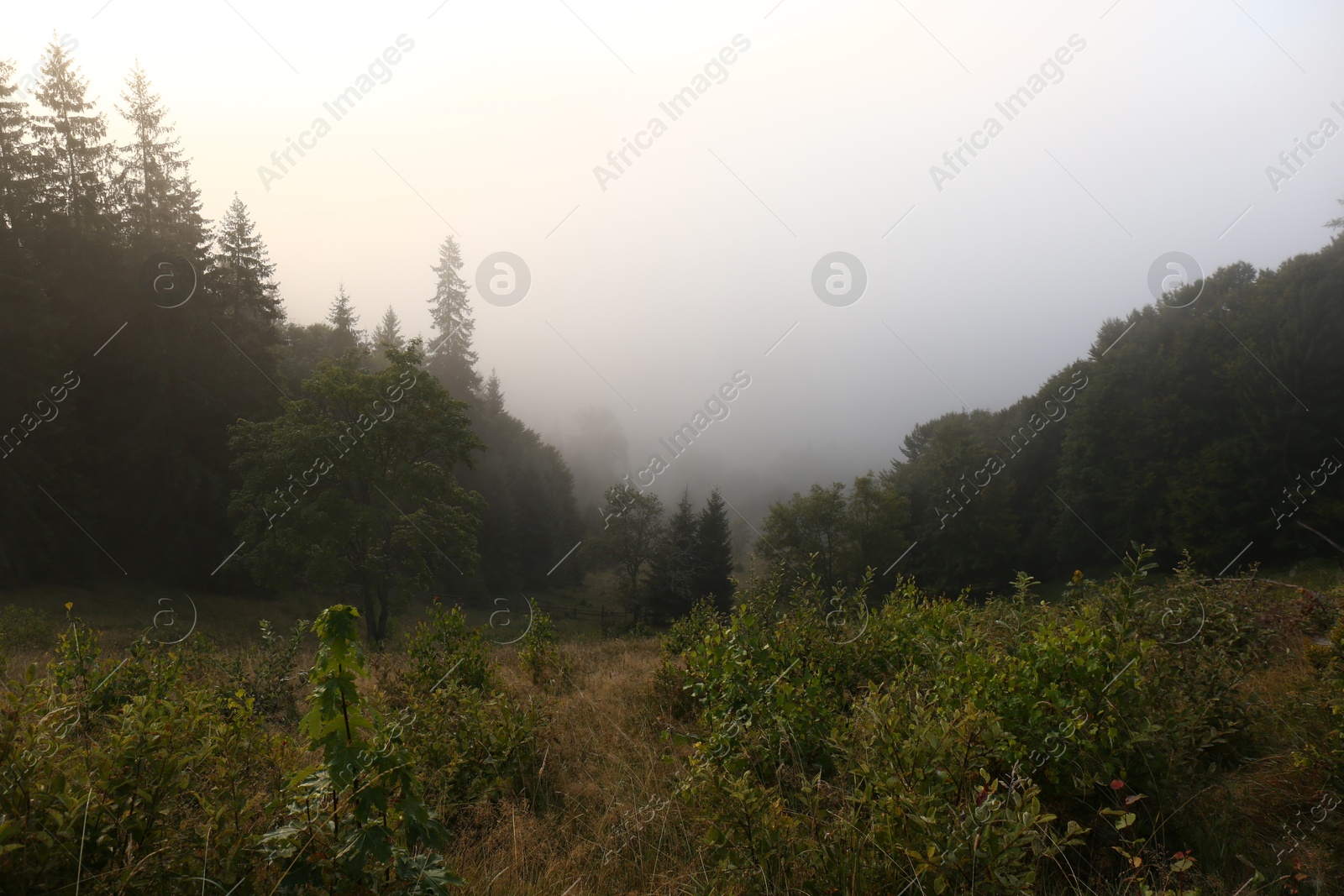 Photo of Picturesque view of foggy forest. Beautiful mountain landscape