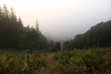 Photo of Picturesque view of foggy forest. Beautiful mountain landscape