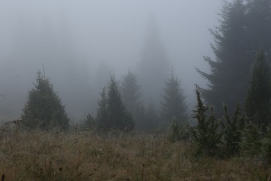 Photo of Picturesque view of foggy forest. Beautiful landscape