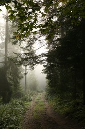 Photo of Picturesque view of path through foggy forest. Beautiful landscape