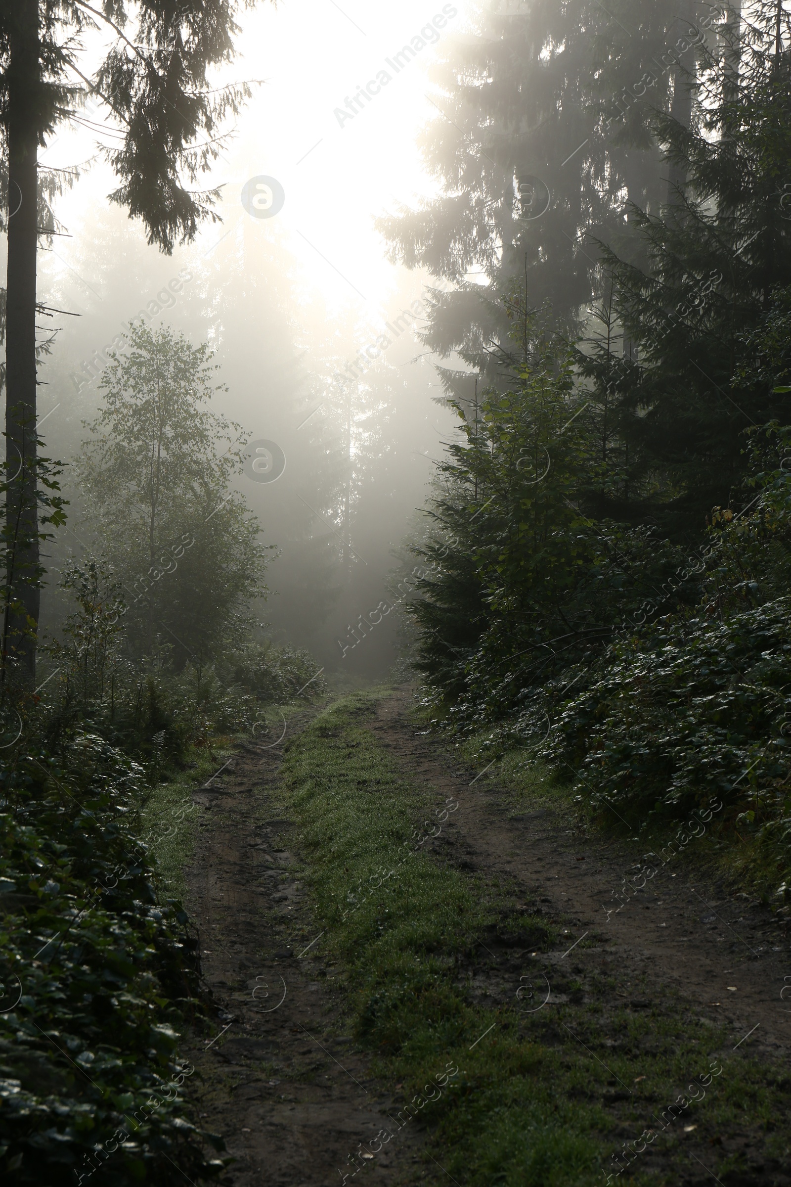 Photo of Picturesque view of path through foggy forest. Beautiful landscape