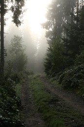 Photo of Picturesque view of path through foggy forest. Beautiful landscape