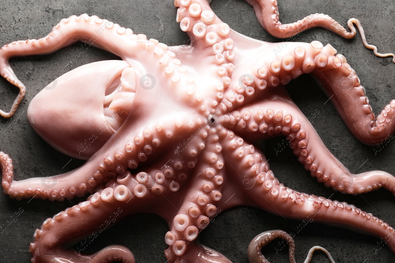 Photo of One fresh raw octopus on grey textured table, top view