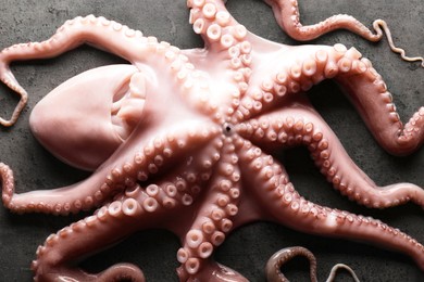 Photo of One fresh raw octopus on grey textured table, top view