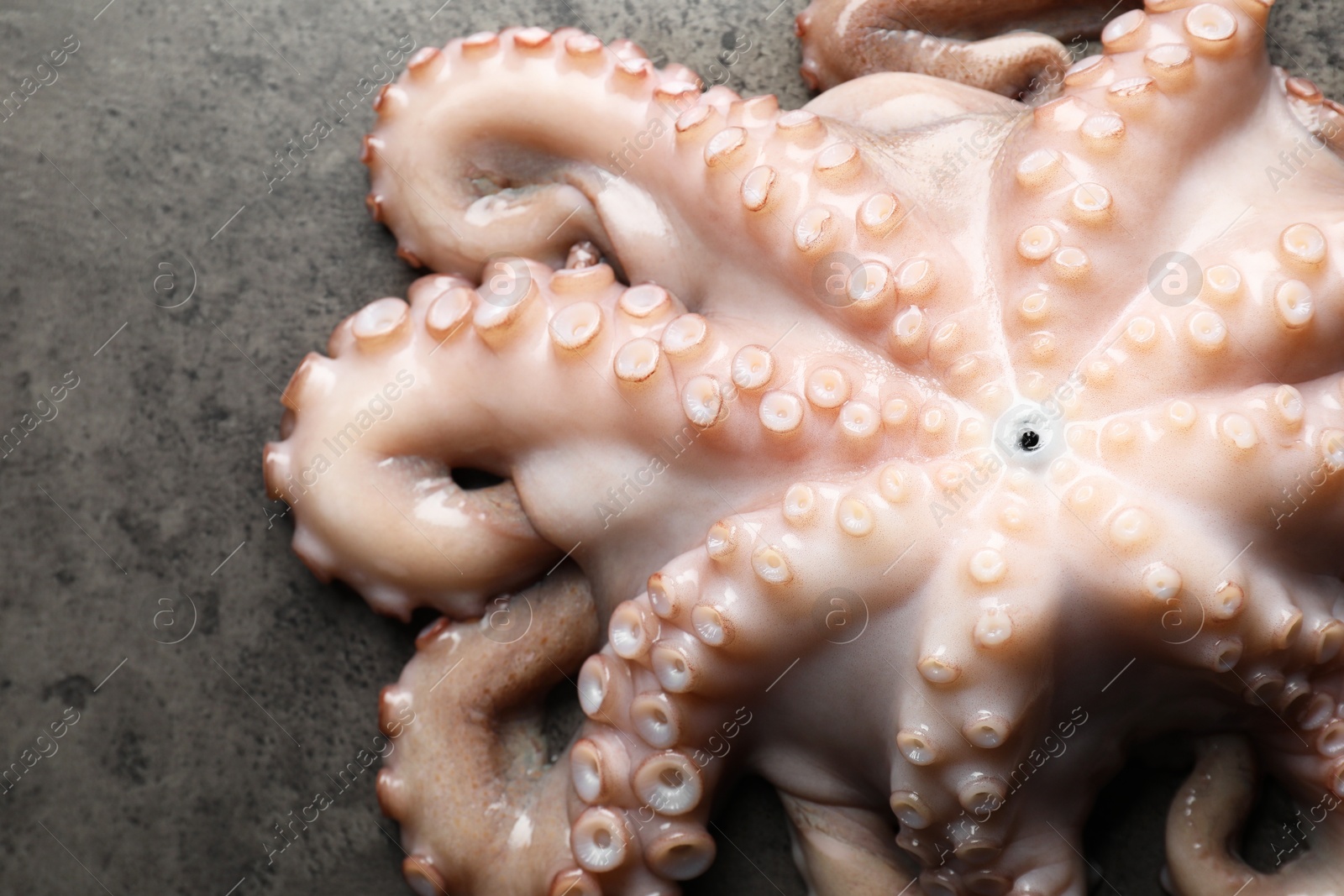 Photo of One fresh raw octopus on grey textured table, top view