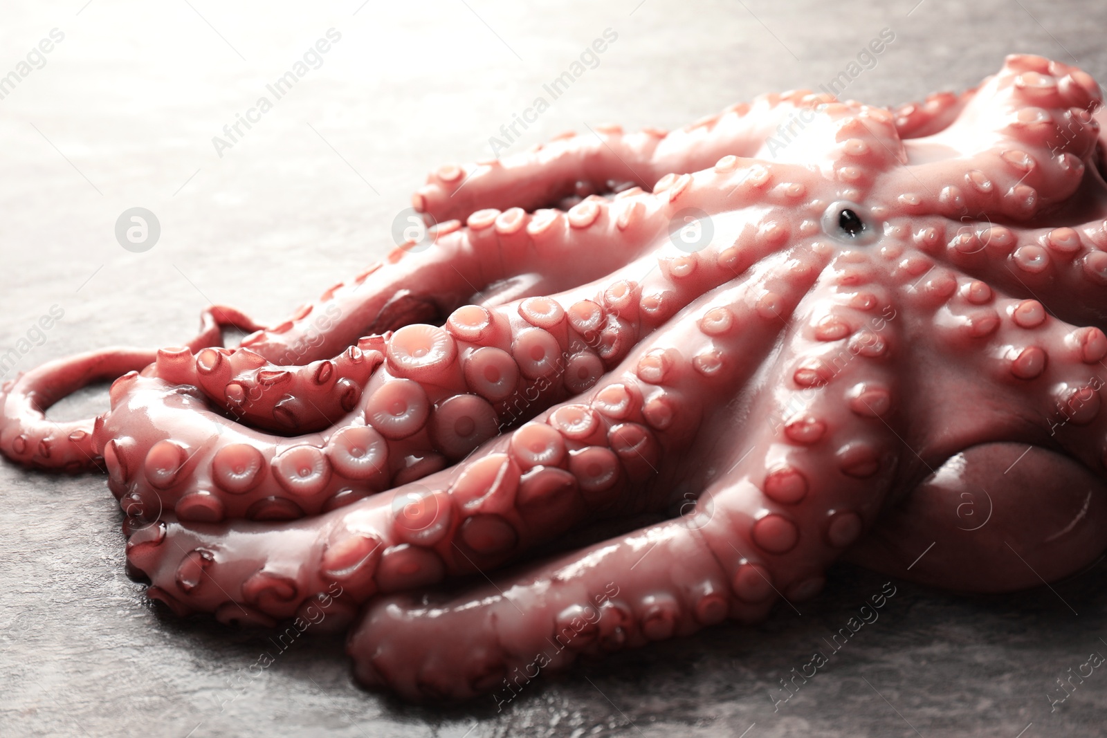 Photo of Fresh raw octopus on grey table, closeup