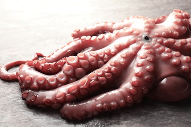 Photo of Fresh raw octopus on grey table, closeup