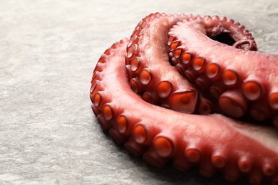 Photo of Fresh raw octopus on grey table, closeup. Space for text