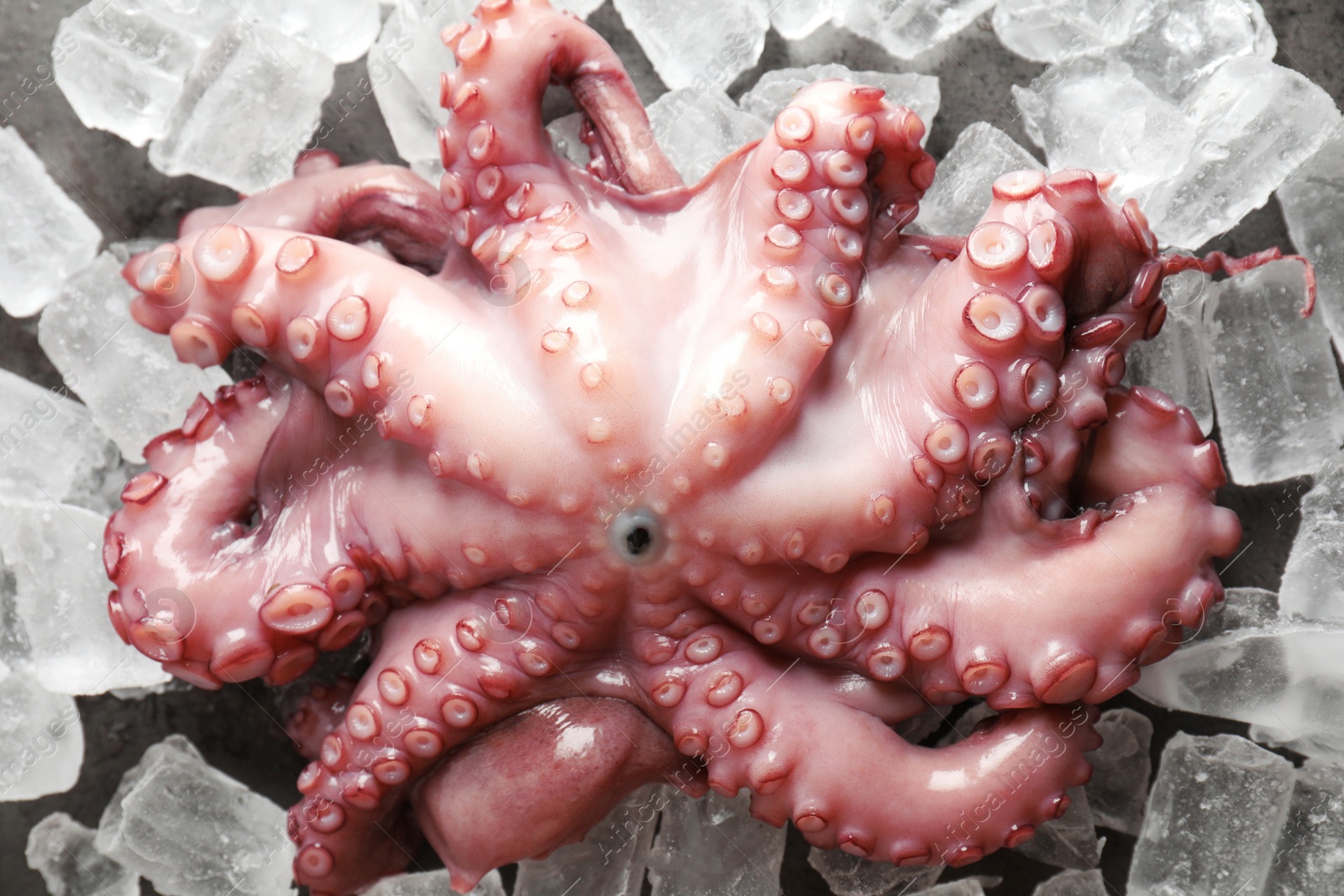 Photo of Whole fresh raw octopus and ice cubes on table, top view