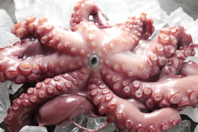 Photo of Whole fresh raw octopus on ice, closeup