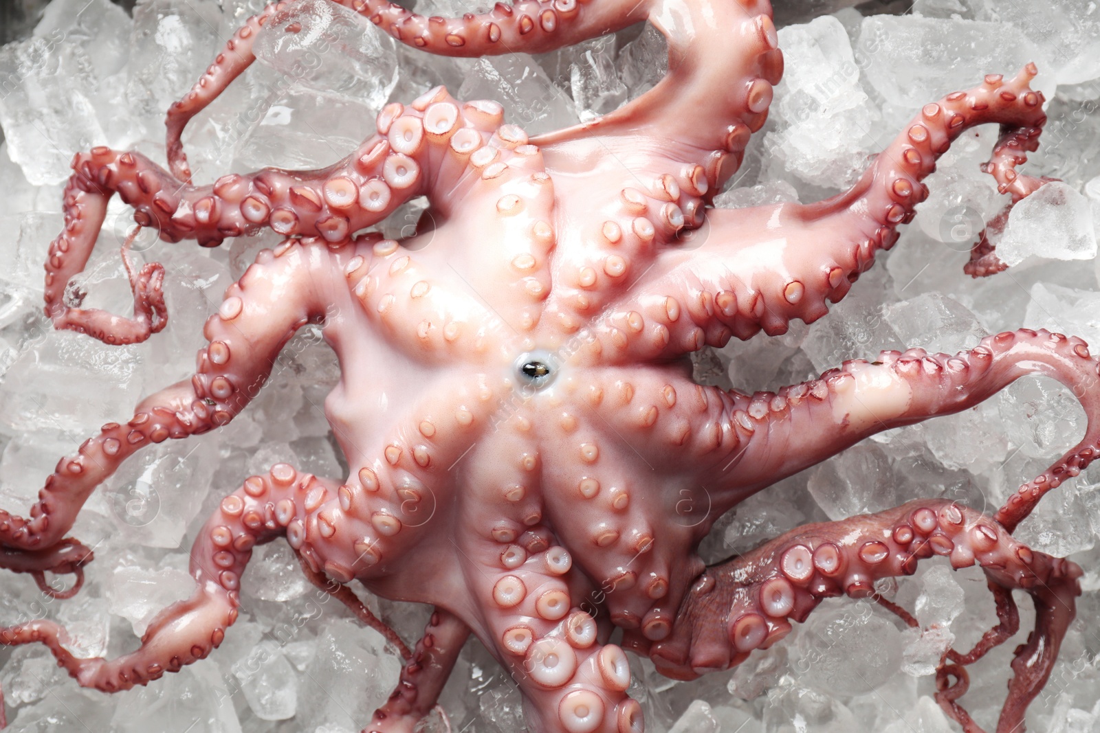 Photo of Whole fresh raw octopus on ice, top view