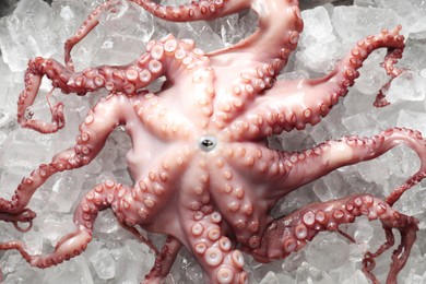 Photo of Whole fresh raw octopus on ice, top view