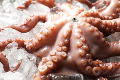 Photo of Whole fresh raw octopus on ice, closeup