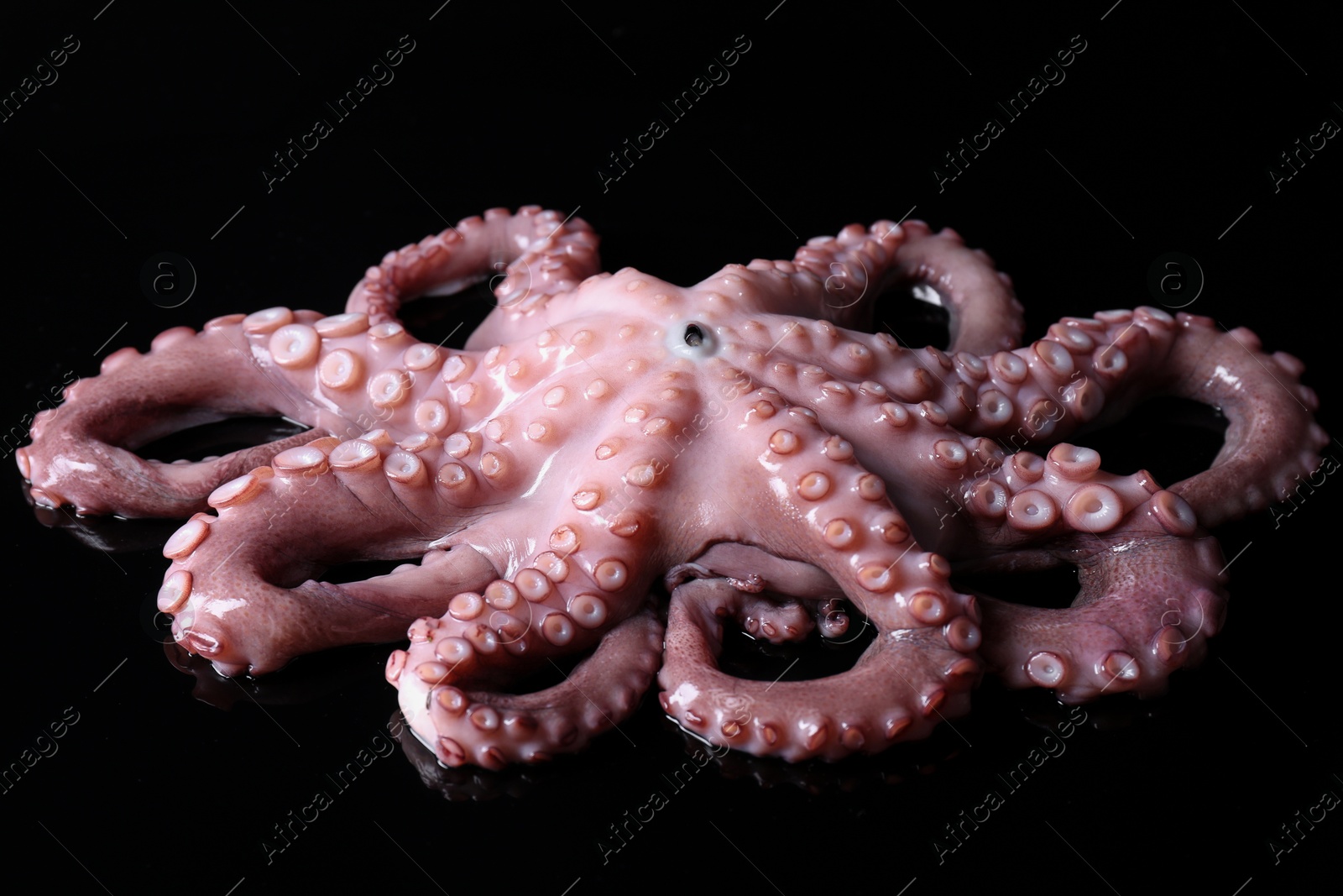 Photo of One fresh raw octopus on black background