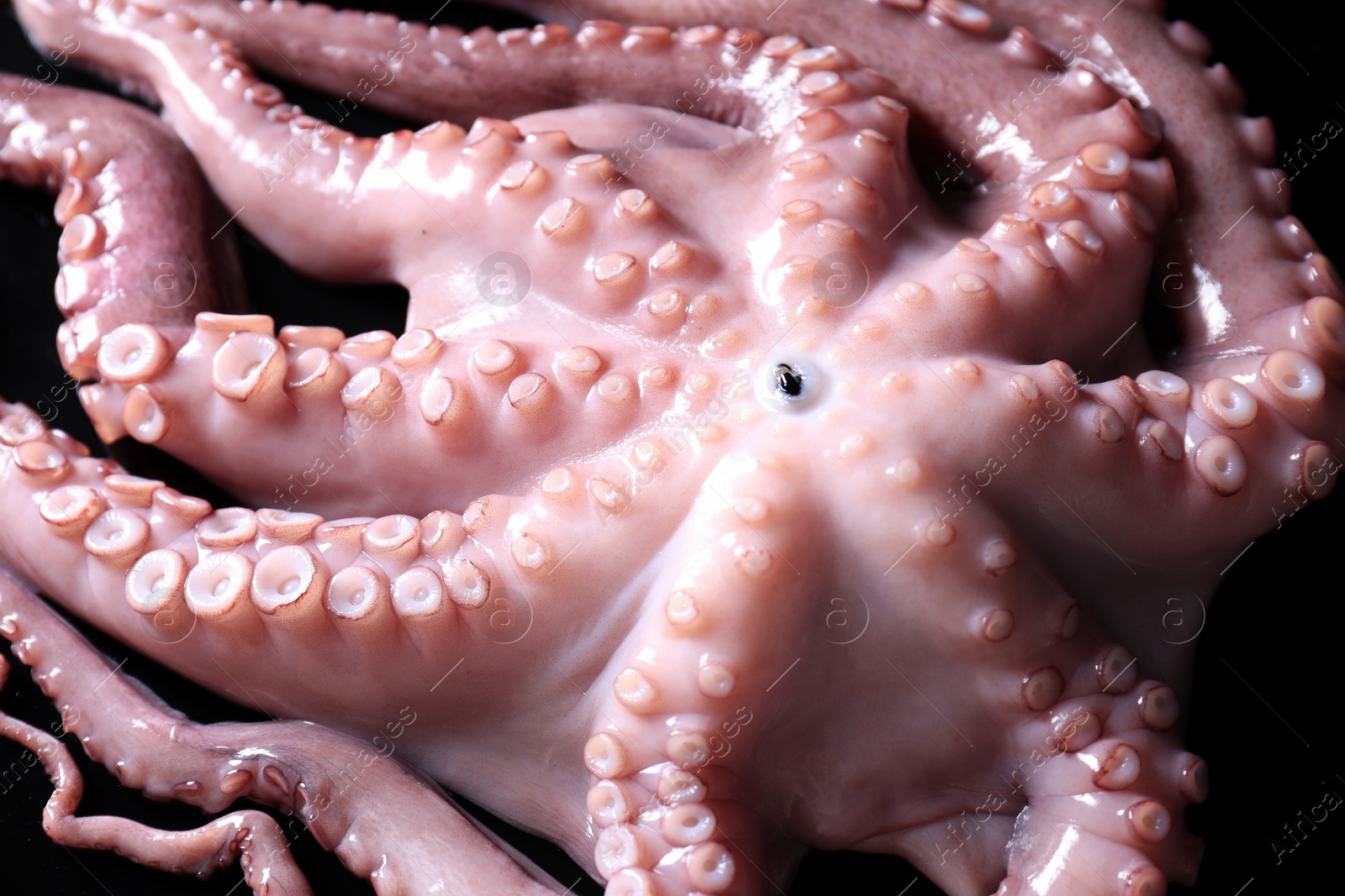 Photo of One fresh raw octopus on black background, closeup