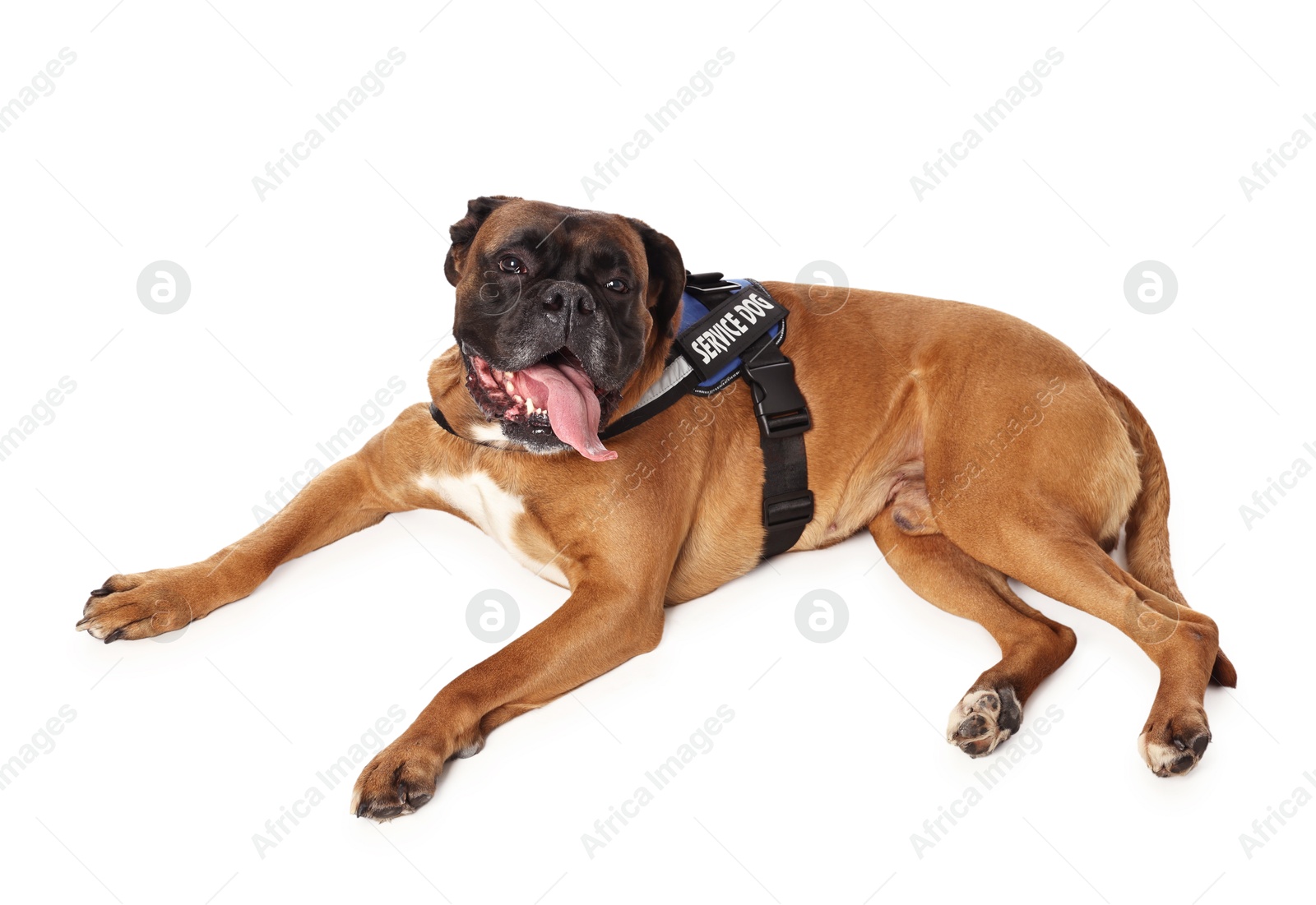 Photo of Cute service dog in vest on white background