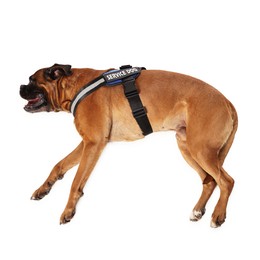 Photo of Cute service dog in vest on white background, top view