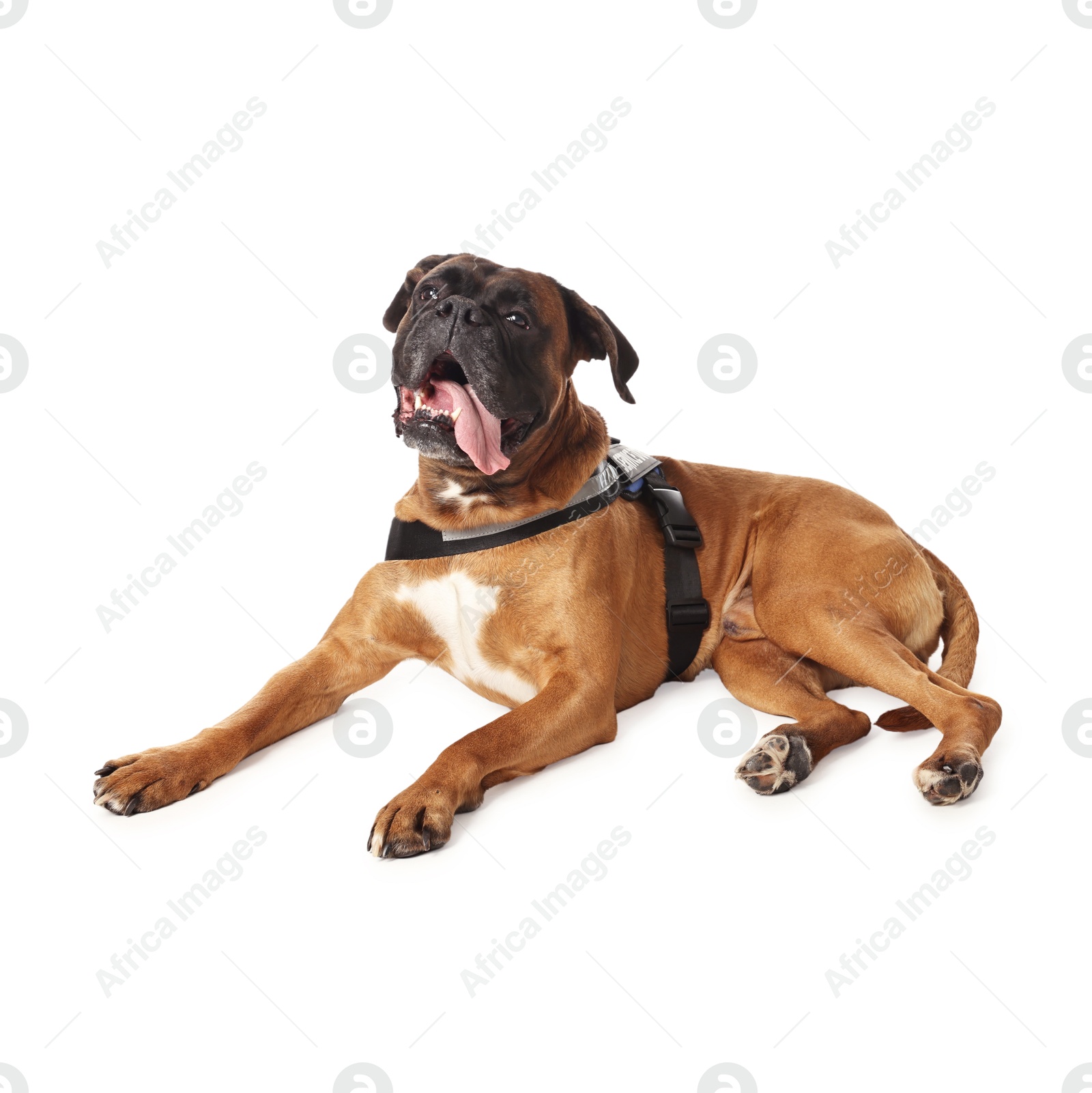 Photo of Cute service dog in vest on white background